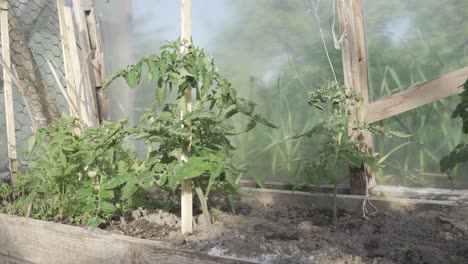 Growing-tomatoe-plants-in-green-house,-tilting-up-view