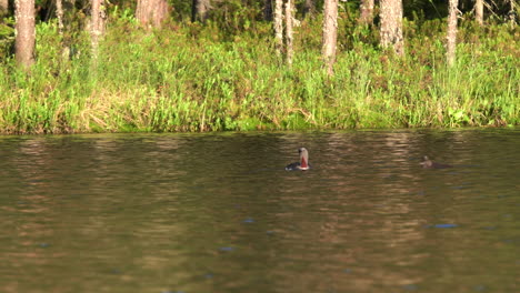 Tripod-telezoom-shot-of-an-adult-Red-throated-loon-or-Gavia-stellata-and-her-two-chicks,-swimming-on-a-lake-in-the-wilderness