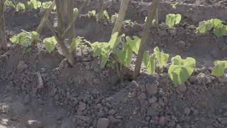 Bean-plants-growing-in-cultivated-soil-with-stick-support,-pan-left-view