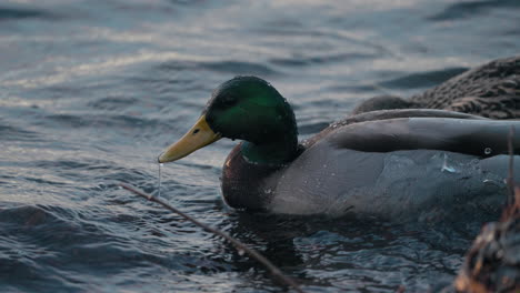 Couple-of-Mallard-Ducks-submerging-searching-for-food-underwater--Slowmo