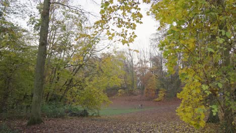 Wide-tracking-shot-of-couple-having-a-walk-in-the-autumn-park-with-their-running-dog