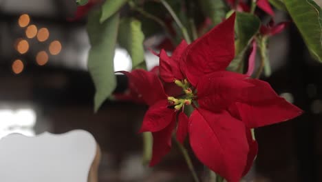 static-close-up-of-a-red-poinsettia-plant-in-a-family-home-at-Christmas-time