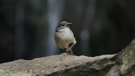 Close-up-on-small-bird-standing-on-one-leg-with-waterfall-in-background