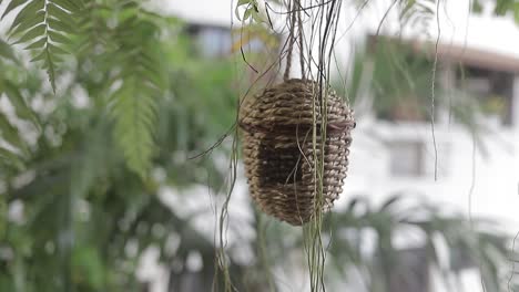 panoramic-shot-of-bird's-nest-created-by-hand-slow-motion