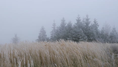 Fog-in-the-middle-of-the-forest-with-a-view-of-yellow-grass-and-fresh-snow