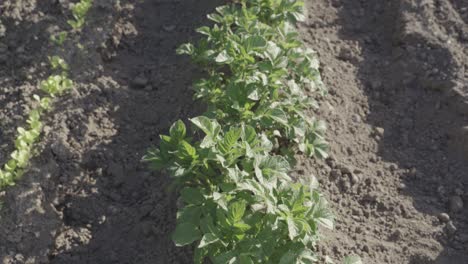 Growing-potato-plant-in-agriculture-field-with-cultivated-land,-tilting-up-view