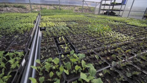 wide-stabilized-gimbal-moving-shot-inside-greenhouse,-a-lot-of-plants-in-rows