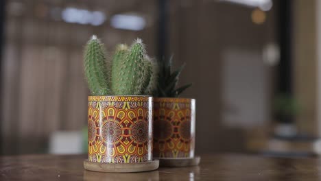 close-up-view-of-small-cactus-plant-in-decorative-cup-on-fine-wood-table