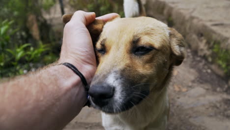 Close-up-POV-shot-petting-a-friendly-stray-dog-in-forest,-slow-motion