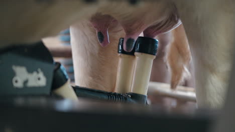 Closeup-Of-Cow-Milking-Machine-Suction-Tubes-Attached-To-The-Udder-Of-A-Dairy-Cow-During-The-Milking-Process-In-A-Farm-Facility