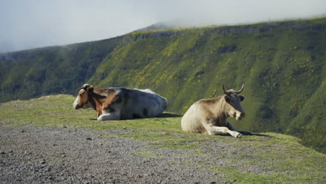 Cows-relaxing-in-Madeira-Portugal-with-cloudy-volcanic-mountains-in-background
