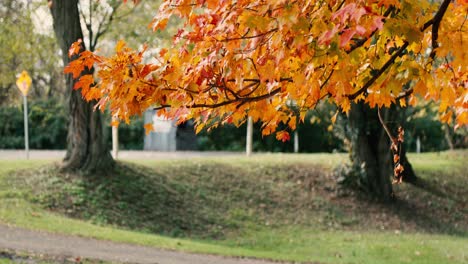 Schöne-Blätter-Wehen-Im-Wind-Während-Der-Herbst--Und-Herbstsaison-In-Einem-Park