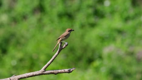 Seen-perched-on-top-of-a-dead-branch,-changes-position,-looks-to-the-camera,-flies-away-to-the-right