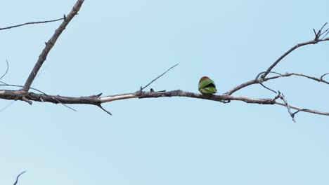 Seen-perched-on-a-bare-branch-fighting-the-wind-as-it-looks-to-its-right-and-around-in-Phrachuap-Khiri-Khan,-Thailand,-Asian-Green-Bee-eater,-Merops-orientalis