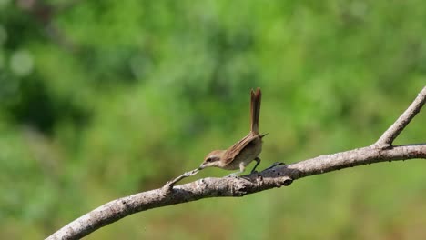 Seen-on-a-branch-during-a-sunny-afternoon,-moves-its-body-forward-and-flies-down-to-catch-its-prey