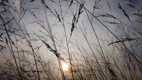 close-up-of-grass-silhouette-against-sun-background
