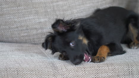 A-black-puppy-playing-with-the-bone-toy-sitting-on-the-sofa-and-running-down
