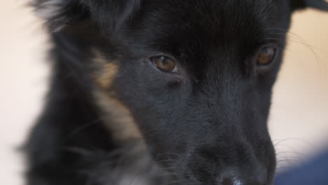 Close-up-shot-of-a-black-puppy's-eyes-looking-here-and-there-sitting-in-the-isolated-white-background