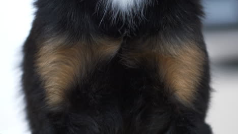 Close-up-slow-motion-shot-of-a-black-hybrid-puppy's-legs,-neck-face-on-selective-focus-sitting-on-the-ground