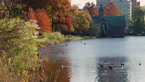 Ducks-Sit-On-Harlem-Meer-In-Autumn,-Central-Park-New-York-City,-U