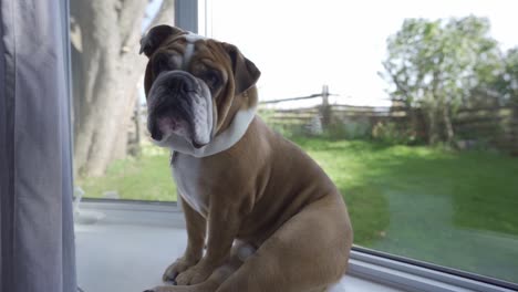Nahaufnahme-Einer-Entzückenden-Englischen-Bulldogge,-Die-Auf-Einer-Fensterbank-Sitzt
