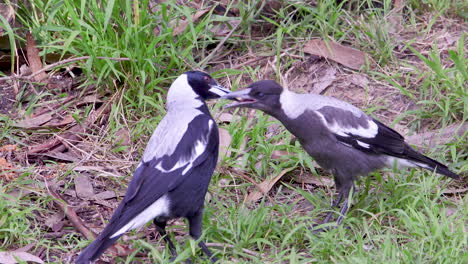Adult-magpie-bird-feeding-a-juvenile-baby-magpie-scapes-of-food-from-the-grassed-ground-in-Australia