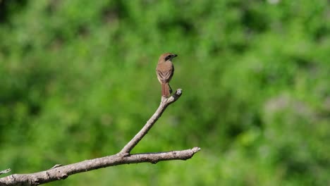 Perched-on-the-top-of-a-branch-as-seen-from-its-back-looking-around-for-its-prey-during-a-windy-sunny-afternoon