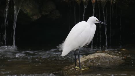 Little-egret-standing-near-a-waterfall-on-a-stone-in-shallow-stream-rapids-and-drinking-water-with-beak--close-up-South-Korean-fauna