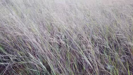 close-up-of-grass-in-the-wind