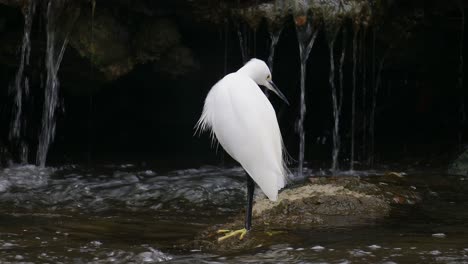 A-little-egret-standing-in-shallow-stream-near-small-waterfall-hunting-or-fishing---side-view