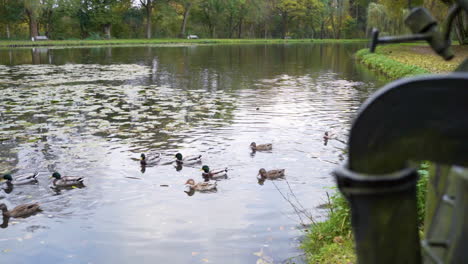 Raft-Of-Mallard-Ducks-Swimming-On-Lotus-Pond