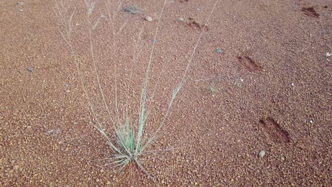 rotating-shot,-grass-growing-on-red-soil