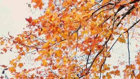 Schöne-Blätter-Wehen-Im-Wind-Während-Der-Herbst--Und-Herbstsaison