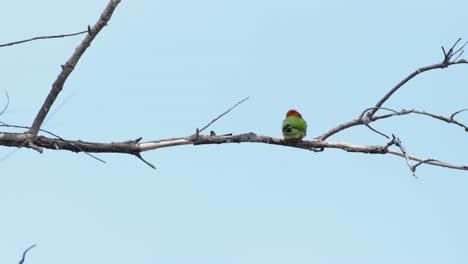Seen-perched-on-the-branch-as-seen-from-its-back-fighting-the-wind
