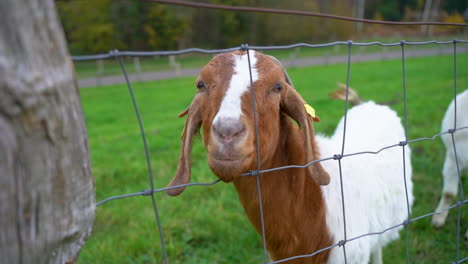 Domestic-Goat-With-Ear-Tag-Standing-Behind-Fence-At-Rural-Field