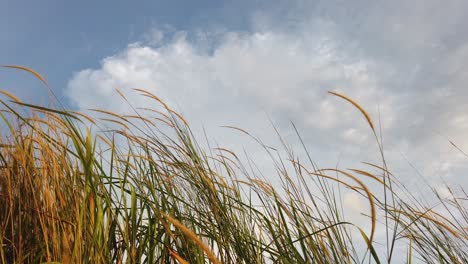 close-up-of-grass-in-the-wind-against-a-clear-sky-background