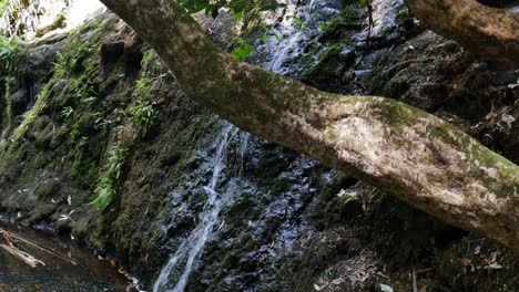 Schwenk-über-Den-Idyllischen-Wasserfall,-Der-In-Den-Klaren-Dschungelsee-Bei-Kerikeri,-Neuseeland,-Schwimmt