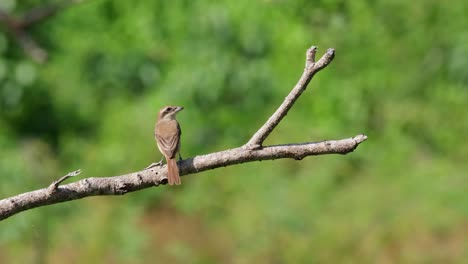 Brown-Shrike-perched-on-a-bare-branch-seen-from-its-back-fighting-the-wind-while-facing-right-then-it-poops-looking-up-as-if-nothing-happened,-Lanius-cristatus,-Phrachuap-Khiri-Khan,-Thailand
