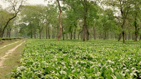 Teegartenlandschaft-Mit-Vielen-Bäumen-Am-Tag-Aus-Flachem-Winkel