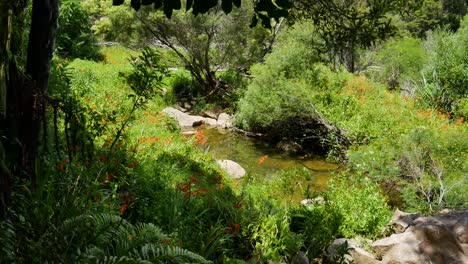 Wide-shot-of-green-idyllic-plants-with-calm-creek-in-botanical-garden-during-sunny-day---New-Zealand,Kerikeri