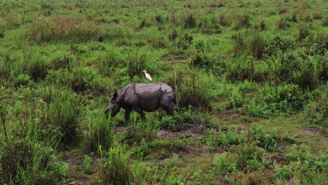 Rinoceronte-Caminando-En-La-Naturaleza-Por-La-Mañana-Desde-El-ángulo-Superior