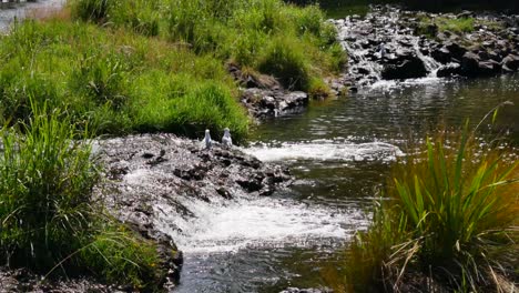 Panning-shot-of-stream-flowing-into-natural-lake-during-sunny-day-in-Kerikeri-national-park