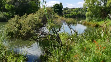 Beautiful-idyllic-tranquil-River-surrounded-by-green-nature-during-sunny-day---Kerikeri,New-Zealand