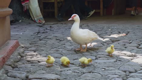 Family-of-little-ducks-on-a-road
