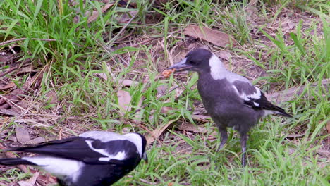 A-juvenile-Australian-magpie-being-fed-by-its-mother