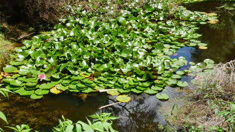 Wachsende-Grüne-Blätter-Von-Seerosen,-Die-An-Sonnigen-Tagen-Auf-Der-Teichoberfläche-Im-Nationalpark-Schwimmen---Kerikeri,-Neuseeland