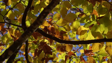 Yellow-leaves-and-tree-branches-texture-in-Autumn,-static-shot-of-the-colorful-background