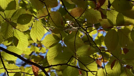 Sonnenstrahlen-Versteckt-Hinter-Bunten-Blättern-Im-Herbst,-Leichte-Brise-Schüttelt-Das-Laub