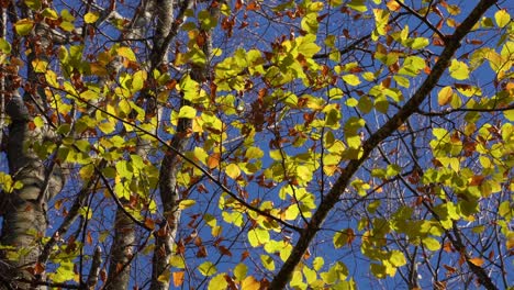 Golden-leaves-shake-by-the-light-breeze-in-Autumn,-blue-sky-background-of-beautiful-texture