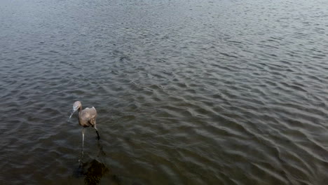 Turnaround-shot-of-a-female-heron-in-a-lagoon